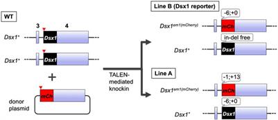 Regulation of Doublesex1 Expression for Environmental Sex Determination in the Cladoceran Crustacean Daphnia